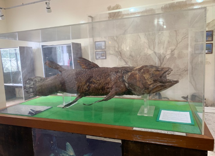 活化石-腔棘魚