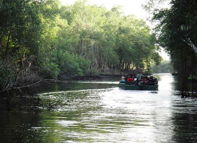 卡羅尼河沼澤河道 Caroni Bird Sanctuary Tours