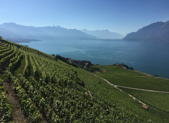 拉沃梯田葡萄園 Lavaux vineyard terraces